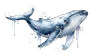 Watercolor humpback whale with paint drips and splashes on white background, marine mammal art for ocean themed designs and nautical decor projects.