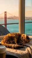 Cozy tabby cat sleeping on blanket by window with suspension bridge and bay view during golden hour sunset for home comfort and relaxation concepts.