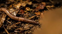 Earthworm crawling through rich dark soil among fallen autumn leaves, showcasing natural decomposition and soil health for gardening and agriculture.