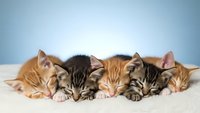 Five adorable tabby kittens sleeping peacefully in a row on soft white blanket against light blue background for pet care and animal welfare content.