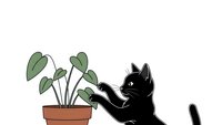 Black cat silhouette playing with houseplant leaves in terracotta pot on white background for pet care designs and home decor projects.