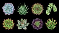 Succulent plants collection isolated on transparent background, ready for t-shirt designs, clipart, stickers, print-on-demand products, and sublimation projects. Eight botanical elements perfect for crafts.