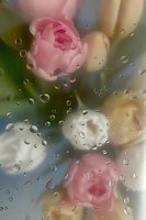 Delicate pink roses viewed through rain-covered glass, creating dreamy bokeh effect with water droplets. Soft focus floral composition with ethereal mood.