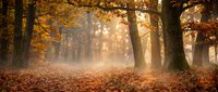 Misty autumn forest with golden sunlight streaming through trees and fallen leaves covering the ground creating magical seasonal atmosphere.