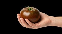 Hand holding a dark heirloom tomato, isolated on transparent background. Ready for stickers, print on demand, T-shirt design, clipart, and sublimation use.