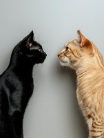 Two cats in profile facing each other, black and orange tabby felines sitting against neutral background for pet care and animal behavior concepts.