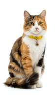 Tabby and white cat wearing yellow collar with bell, sitting and looking at camera against white background, isolated pet portrait.
