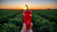 Fresh red pepper held in hand against sunset sky over green agricultural field rows. Organic farming harvest concept for healthy eating and food production.