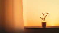 Minimalist plant in terracotta pot on wooden surface against warm orange gradient background creating peaceful indoor atmosphere for home decor concepts.