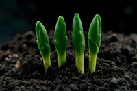 Young green seedlings sprouting from dark soil, representing new growth, agriculture, and environmental sustainability for gardening and farming concepts.