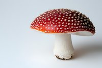 Red and white spotted mushroom amanita muscaria isolated on white background, detailed macro photography showing texture and natural pattern.