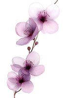 Delicate pink cherry blossoms with translucent petals and dark stamens on white background, isolated botanical art suitable for spring designs and decorative prints.