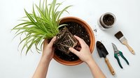 Hands repotting spider plant with exposed roots in terracotta pot surrounded by gardening tools and fresh soil for indoor plant care.