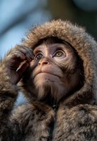 Adorable baby monkey in furry winter coat looking up with curious expression, soft natural lighting creates warm portrait of young primate in cold weather clothing.