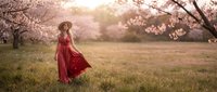 Young woman in flowing red dress walking through blooming cherry orchard at golden hour sunset. Spring fashion portrait with soft pink petals falling around her.