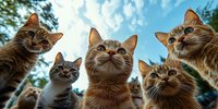 Curious cats looking down at camera against blue sky background, creating funny and engaging low angle perspective composition for social media and pet content.