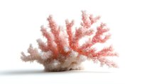Delicate pink coral specimen isolated on white background, featuring intricate branching patterns and natural textures. Marine life decoration element.