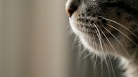 Close-up macro shot of cat nose and whiskers with soft focus background, feline facial features detail for pet care and veterinary concepts.