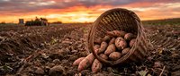 Fresh harvested potatoes spilling from wicker basket on fertile farmland soil during golden sunset hour creating warm agricultural scene.