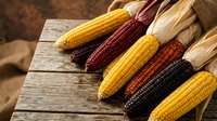Colorful heirloom corn varieties with husks on rustic wooden table for autumn harvest cooking and seasonal farm fresh produce displays.