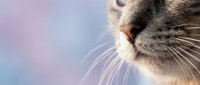 Close-up of domestic cat whiskers and nose against soft pastel background. Feline facial features with detailed fur texture for pet care and animal themes.