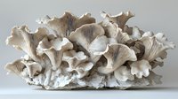 Fresh organic oyster mushrooms cluster with delicate ruffled edges and pale gray tones against white background, ready for culinary and food photography use.