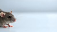Gray domestic rat with pink nose and ears sitting on white surface against neutral background for pet care and animal research concepts.