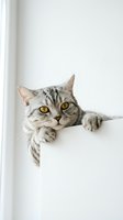 Adorable silver tabby cat with golden eyes peeking over white surface in bright minimalist interior space for pet care and animal content.