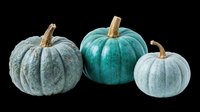 Three teal and blue-green pumpkins isolated on transparent background, ready for fall clipart, stickers, t-shirt design, sublimation, and print on demand projects.