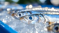 Fresh raw sardines on crushed ice with shiny silver scales and distinctive blue eyes, arranged in row, close-up view showing texture and freshness for seafood market.
