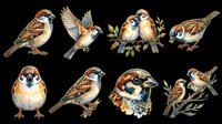 Sparrow birds collection isolated on transparent background, ready for t-shirt design, clipart, stickers, sublimation and print-on-demand products.