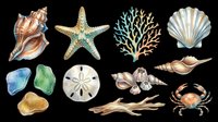 Seashells, starfish, coral, and sea creatures isolated on transparent background. Ready for t-shirt designs, clipart, stickers, sublimation, and print-on-demand products.