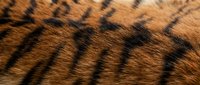 Close-up macro view of tiger fur texture showing natural orange and black striped pattern. Wildlife animal skin detail for nature and zoology projects.