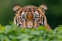 Intense close-up portrait of Sumatran tiger peeking through green foliage, showing piercing blue eyes and distinctive orange and black striped face markings.