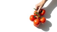 Hand holding fresh red tomatoes on vine against white background with natural shadow for healthy cooking and organic food concepts.