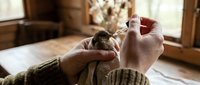 Woman hands holding small injured wild bird indoors providing care and rehabilitation in cozy home environment with natural lighting.