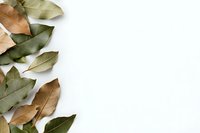 Fresh and dried bay leaves arranged on white background creating natural border composition with copy space for text or design elements.