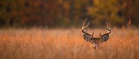 Majestic white-tailed deer buck with large antlers standing in golden autumn grassland during sunset with warm bokeh forest background for hunting season.