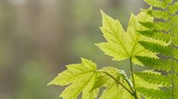 Fresh green fern and maple leaves in soft natural light with blurred forest background, perfect for spring nature designs and botanical projects.