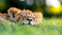Young lion cub sleeping peacefully on green grass in natural outdoor setting with soft bokeh background for wildlife and nature projects.