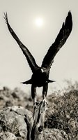 Black and white silhouette of a bird with wings spread wide, perched on a wooden post in an arid landscape. Dramatic wildlife photography capturing the majestic moment of takeoff.