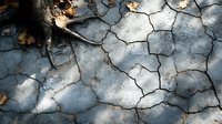 Cracked dry soil texture with autumn leaves and dramatic shadows creating natural abstract pattern. Environmental concept showing effects of drought.