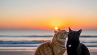 Two cats sitting together watching golden sunset over ocean waves, orange tabby and black cat silhouetted against colorful sky for pet love concepts.