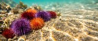 Colorful sea urchins on sandy ocean floor with coral reef background. Marine life underwater ecosystem for educational and nature content.