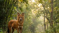Red fox standing alert in sunlit forest clearing with golden light filtering through green foliage creating natural wildlife habitat scene for nature photography.