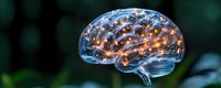 Glowing translucent brain model with illuminated neural connections on dark background showcases cognitive function, artificial intelligence, and neuroscience concepts.