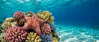 Vibrant coral reef ecosystem with orange starfish surrounded by colorful corals in crystal clear tropical ocean waters for marine biology education.