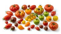 Colorful assortment of fresh heirloom tomatoes in various shapes and sizes arranged on white background. Organic produce collection for healthy cooking.