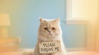 Adorable fluffy orange tabby cat holding cardboard sign saying please forgive me, sitting indoors with soft natural lighting for pet apology concepts.
