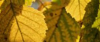 Golden autumn leaves with detailed veins and serrated edges creating warm seasonal foliage background for fall nature designs and environmental concepts.